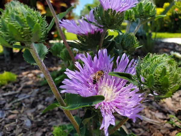 A honey bee visits Stoke's Aster in the garden