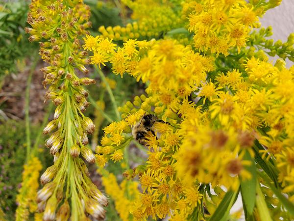 A bumble bee visits seaside goldenrod