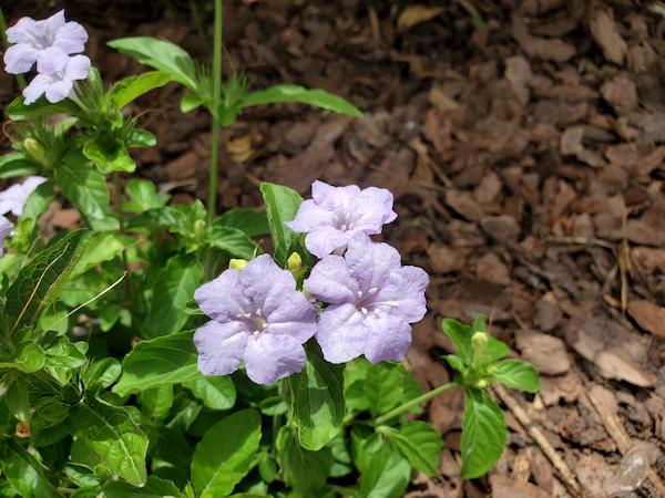 Flowers of carolina wild petunia