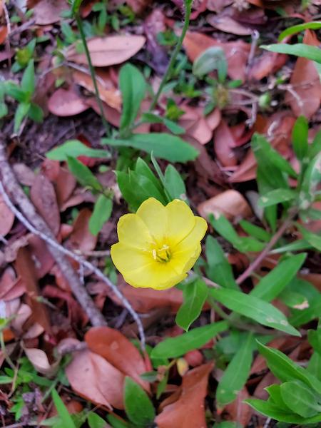 Cutleaf evening primrose