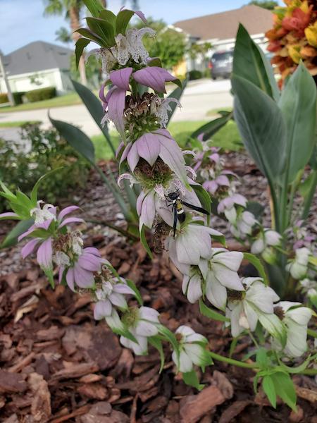 A mason wasp visits beebalm