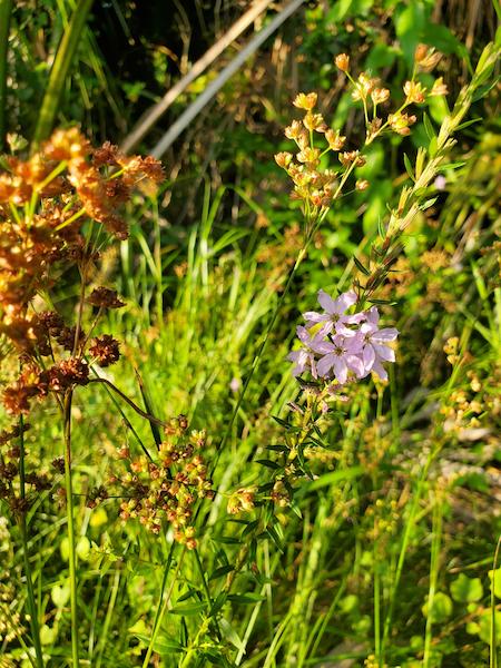 Winged Loosestrife