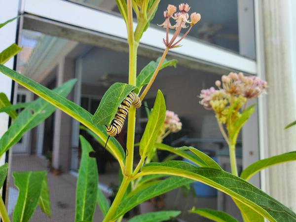 A monarch caterpillar munches on pink swamp milkweed