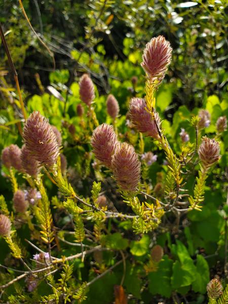 Florida pennyroyal going to seed