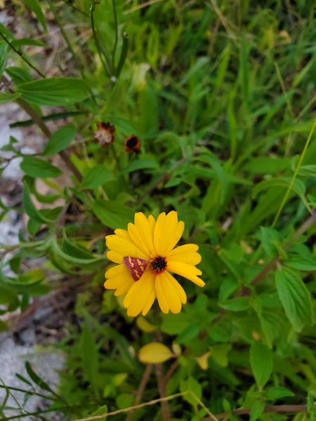 A pyrausta moth visits coreopsis