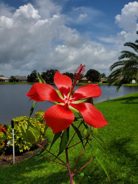 Large red flower of scarlet hibiscus