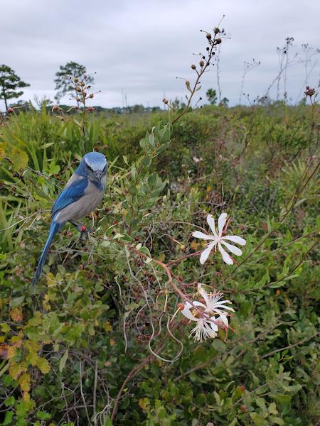 A florida scrub jay resting on a tarflower shrub