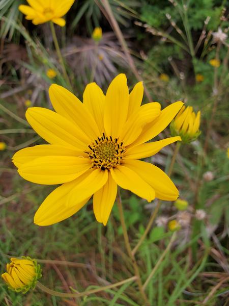 Swamp sunflower