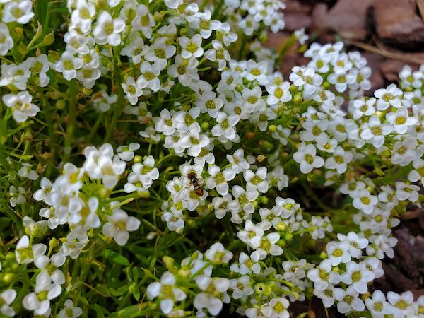 A hover fly visits sweet alyssum