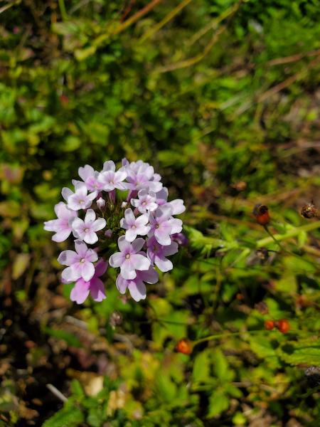 Tampa Verbena