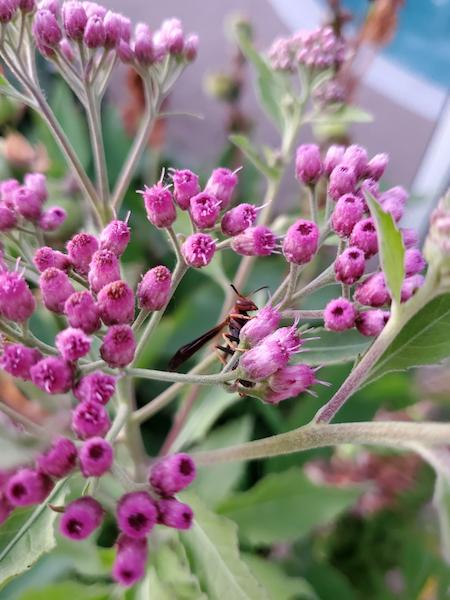 A wasp visits fleabane