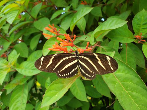 Zebra Longwing butterfly visits Firebush